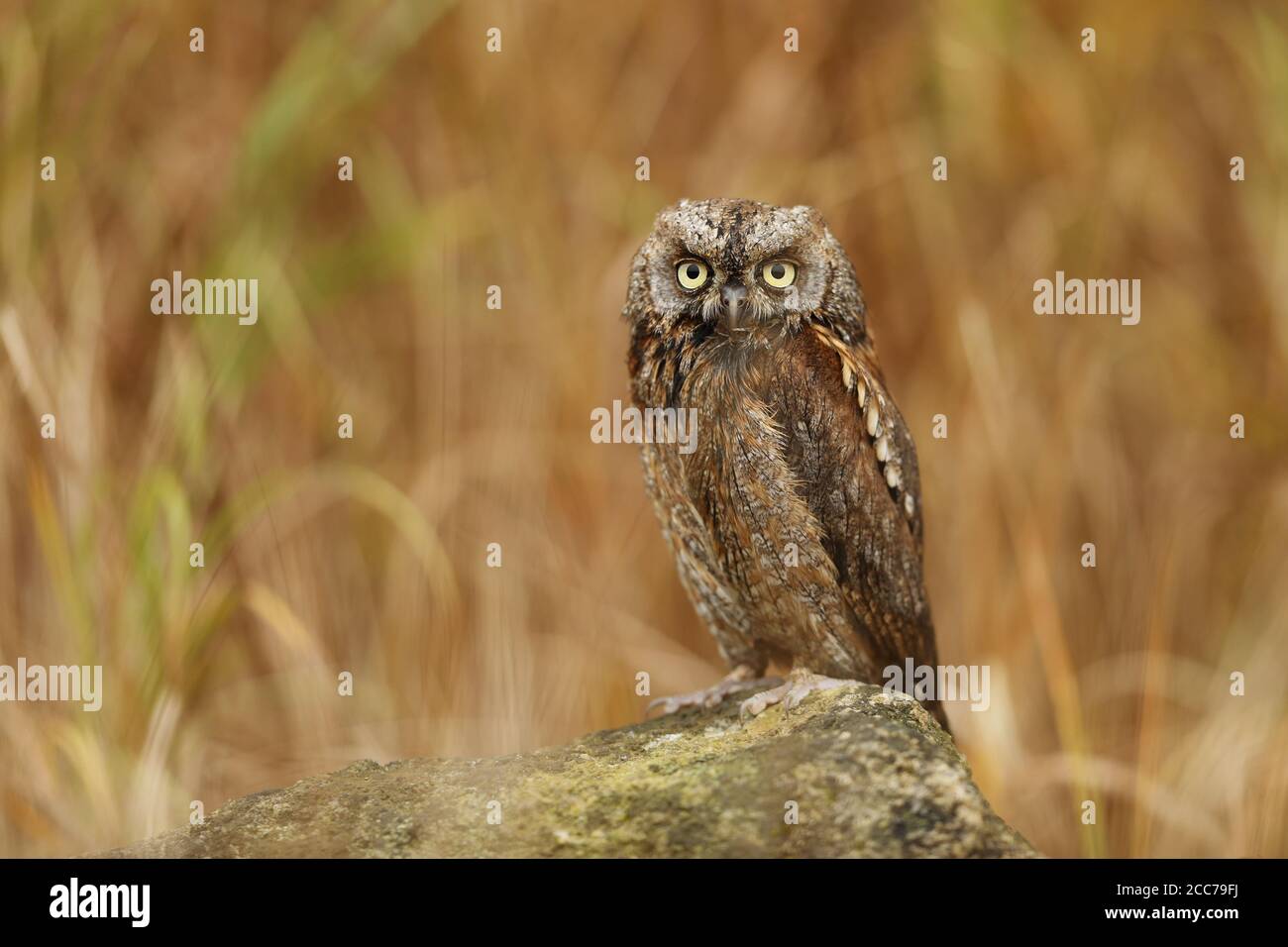 Eurasiatico scope gufo. Otus scrops. La natura selvaggia della Bulgaria. Natura libera. Una bella immagine della natura. Rodopi. Un piccolo uccello. Gufo sull'albero. MOU Foto Stock