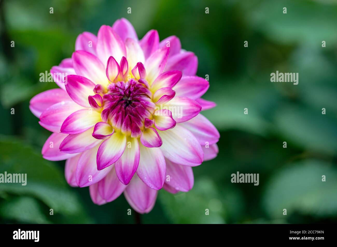 Colorful Dahlia Bloom - Asheville, Carolina del Nord, Stati Uniti Foto Stock