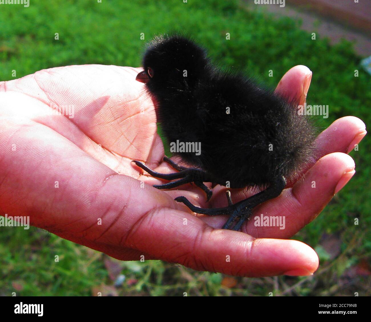 uomo che tiene un pulcino nero del bambino nel suo palmo Foto Stock