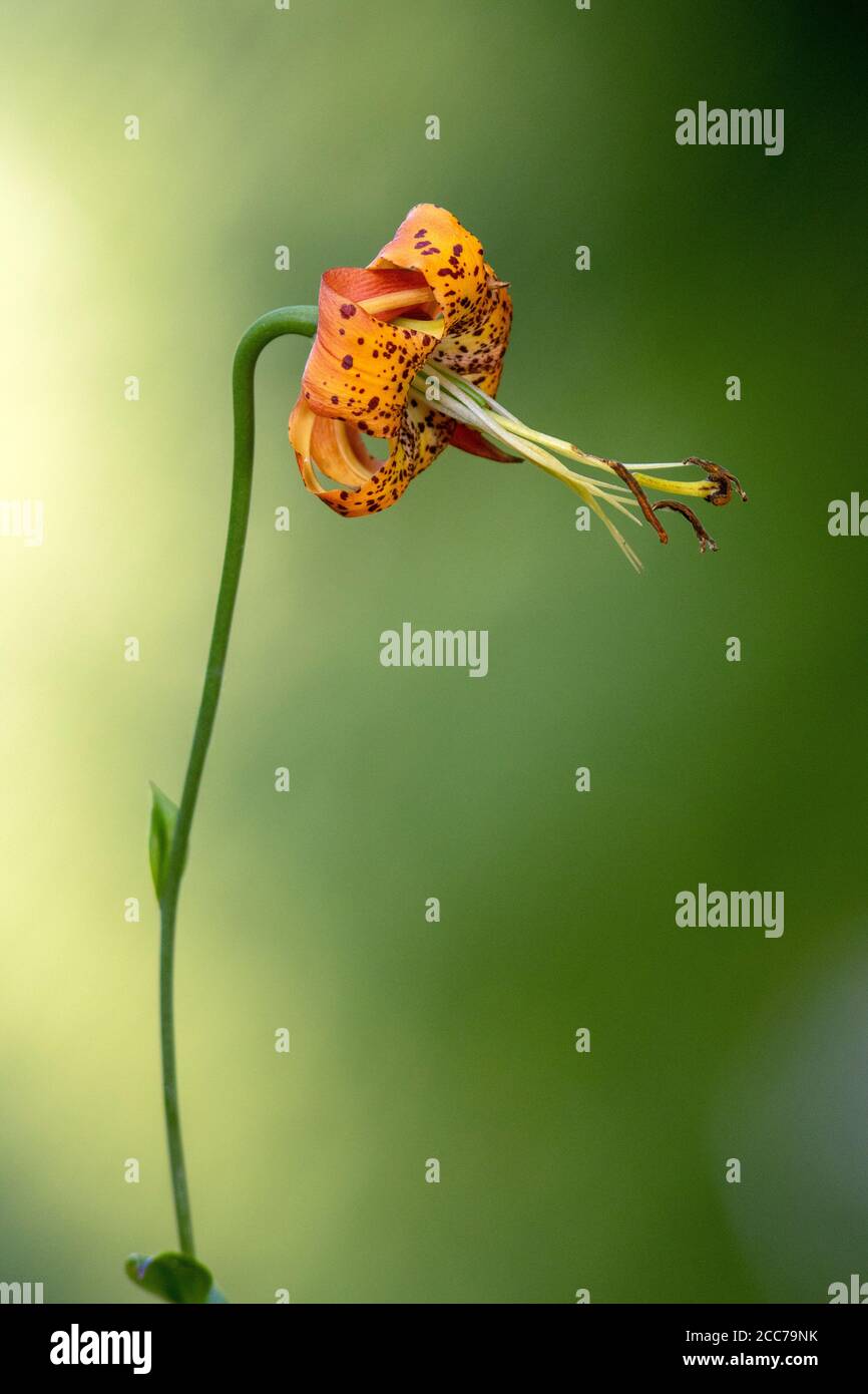 Turk's Cap Lily (Lilium superbum) - DuPont state Recreational Forest, vicino a Hendersonville, North Carolina, Stati Uniti Foto Stock