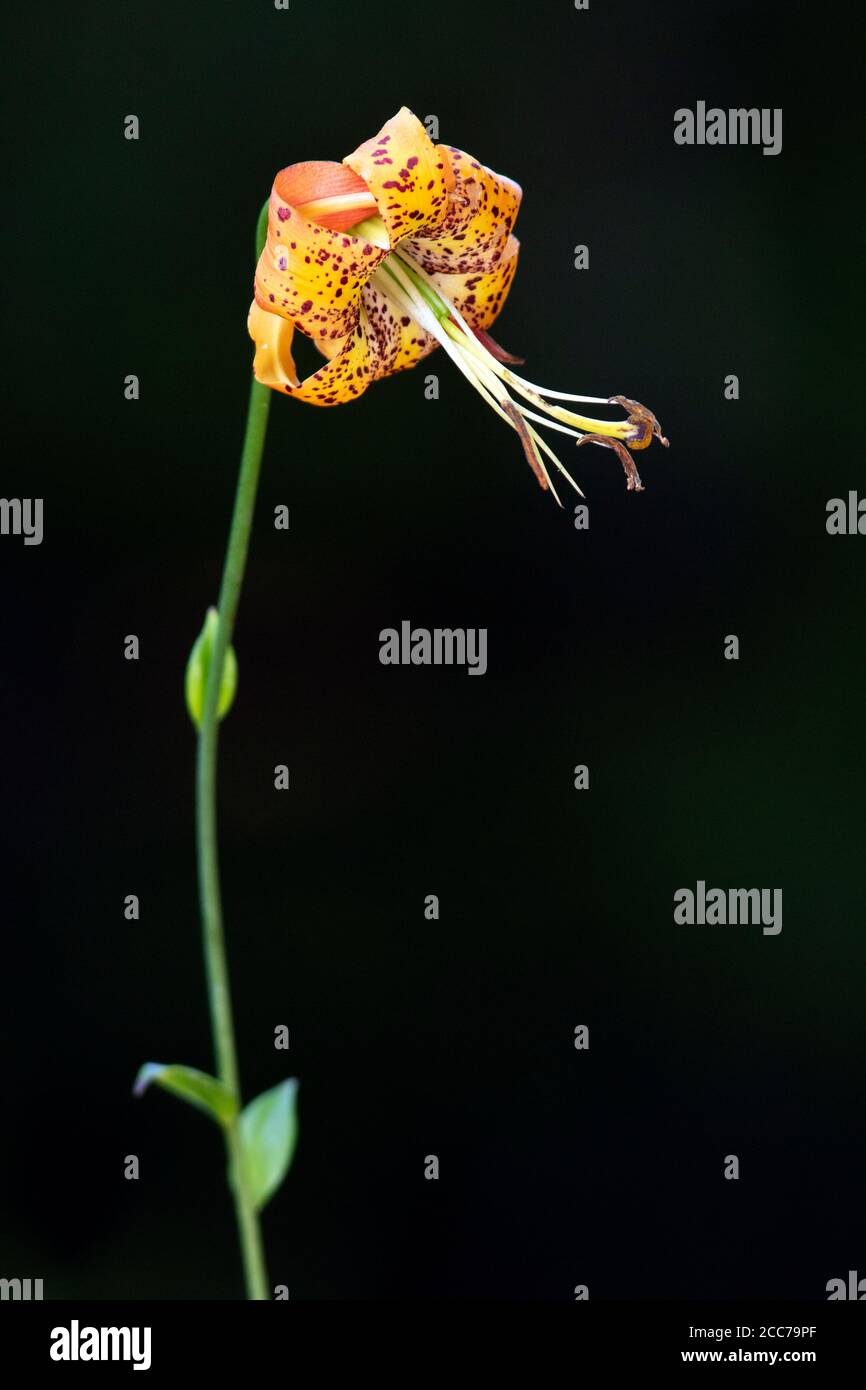Turk's Cap Lily (Lilium superbum) - DuPont state Recreational Forest, vicino a Hendersonville, North Carolina, Stati Uniti Foto Stock
