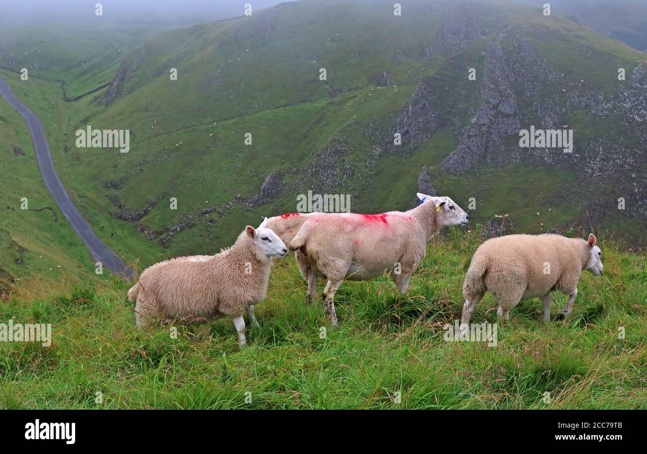 Pascolo delle pecore al passo di Winnats, Castleton, Hope Valley, High Peak, Derbyshire, Inghilterra, Regno Unito, S33 8WA Foto Stock