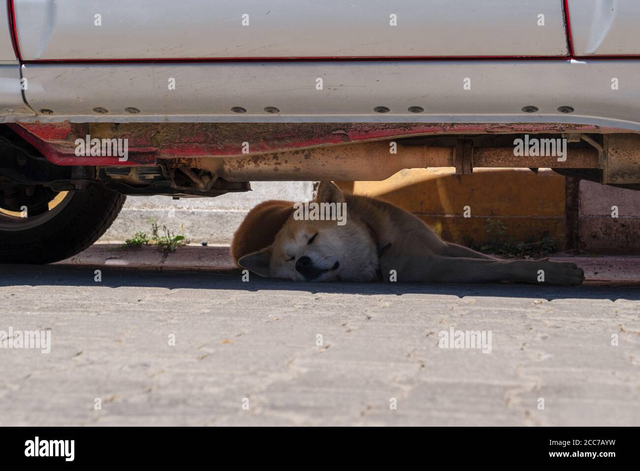 Il cane randagio sta dormendo nella calda giornata estiva sotto l'auto. Foto Stock