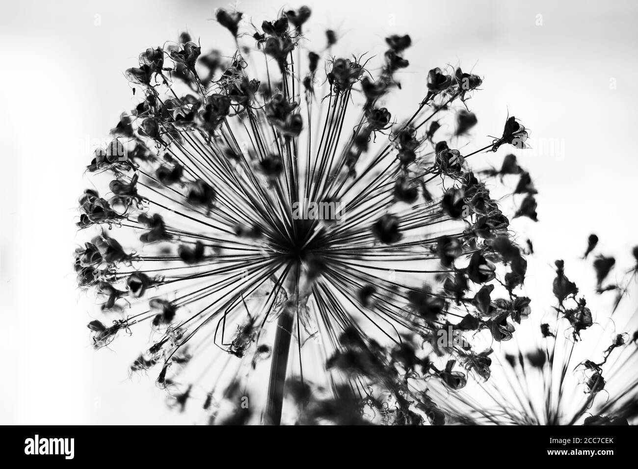 Fiori minuscoli, bianco e nero in studio Foto Stock