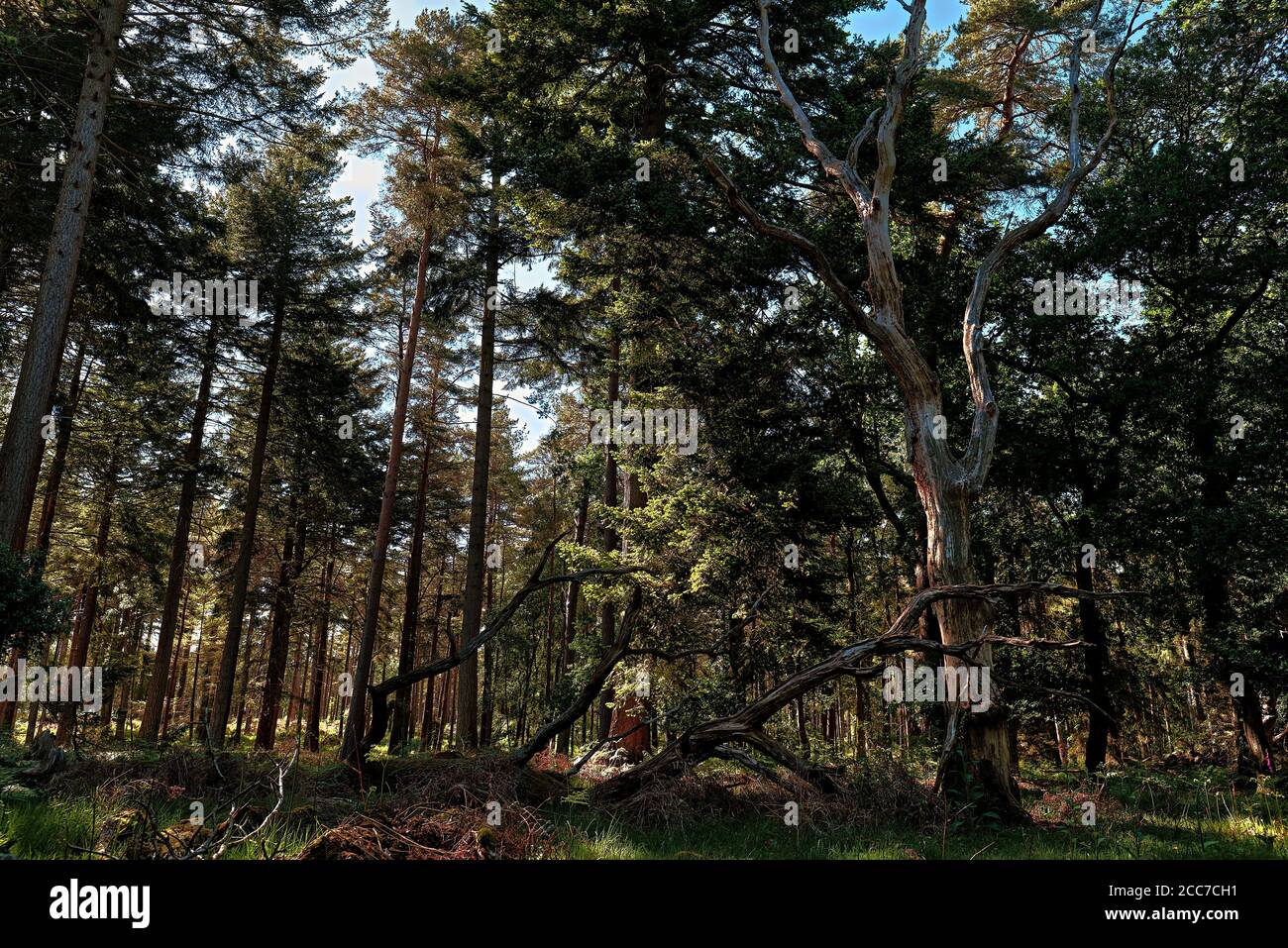 Ancora albero in piedi nella foresta Foto Stock