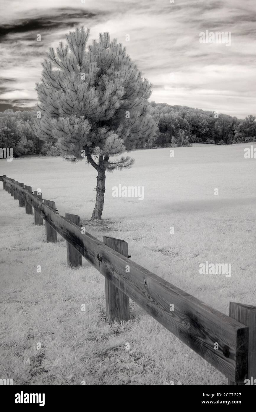 Un pino solo cresce appena dentro (o fuori) una recinzione di rotaia di legno. Foto Stock