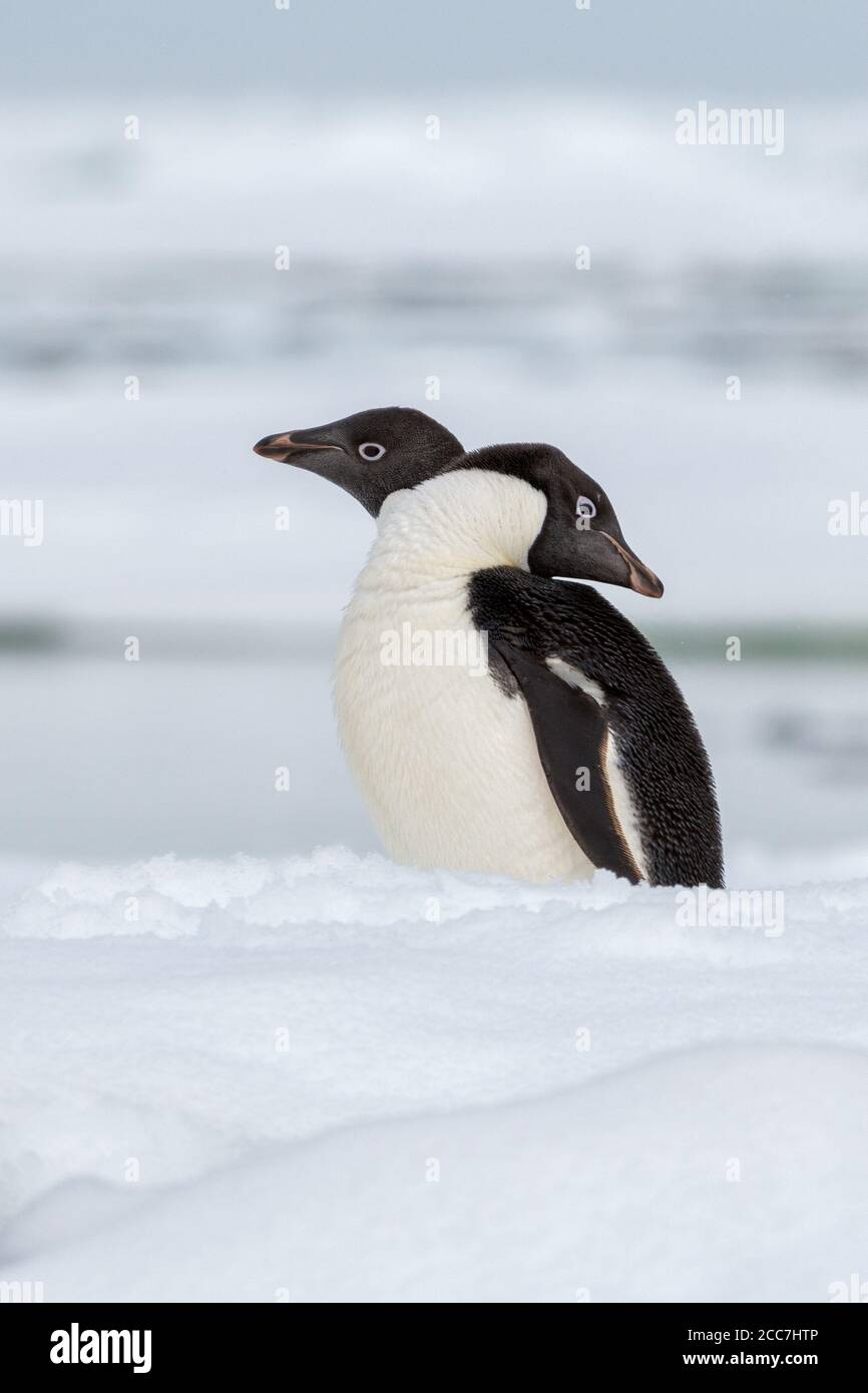 Due pinguini di Adelie (Pygoscelis adeliae) che si trovano uno accanto all'altro su un iceberg in Antartide. Foto Stock