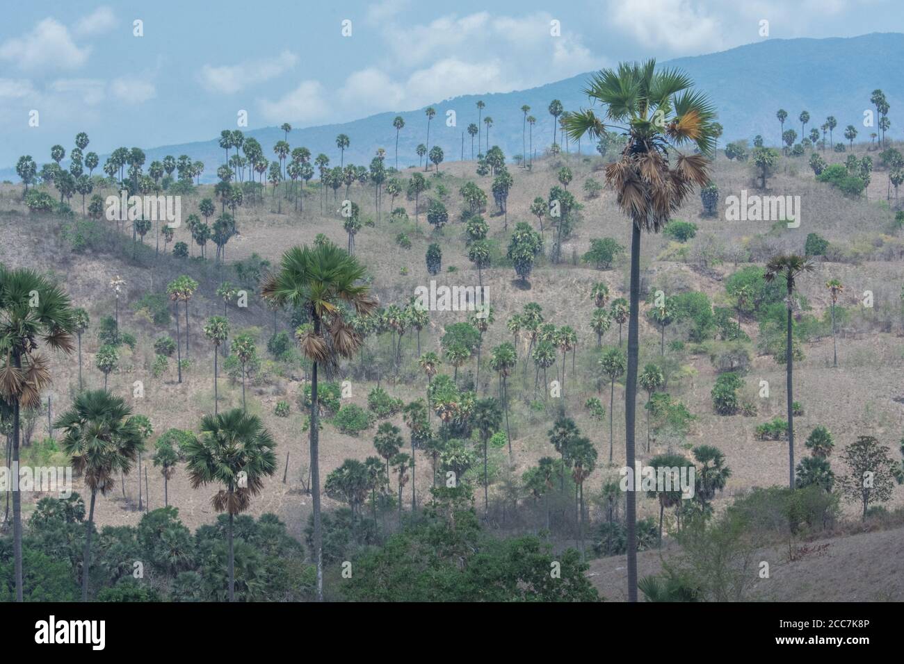 Il paesaggio dell'isola di Rinca nel Parco Nazionale di Komodo, Indonesia. La prateria secca è punteggiata da palme (fiabelliferi Borassus) e palme Corypha utan Foto Stock