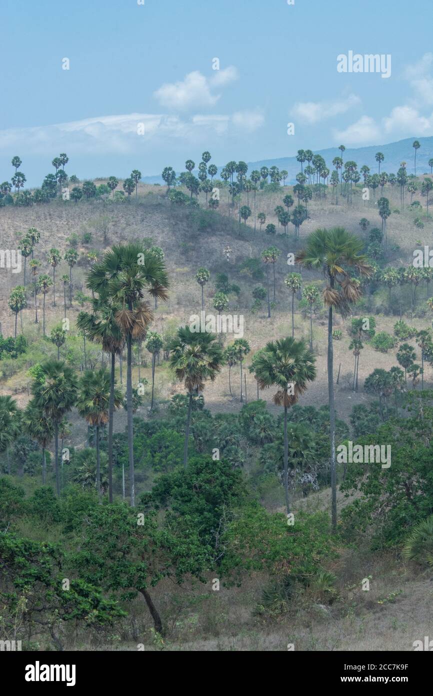 Il paesaggio dell'isola di Rinca nel Parco Nazionale di Komodo, Indonesia. La prateria secca è punteggiata da palme (fiabelliferi Borassus) e palme Corypha utan Foto Stock