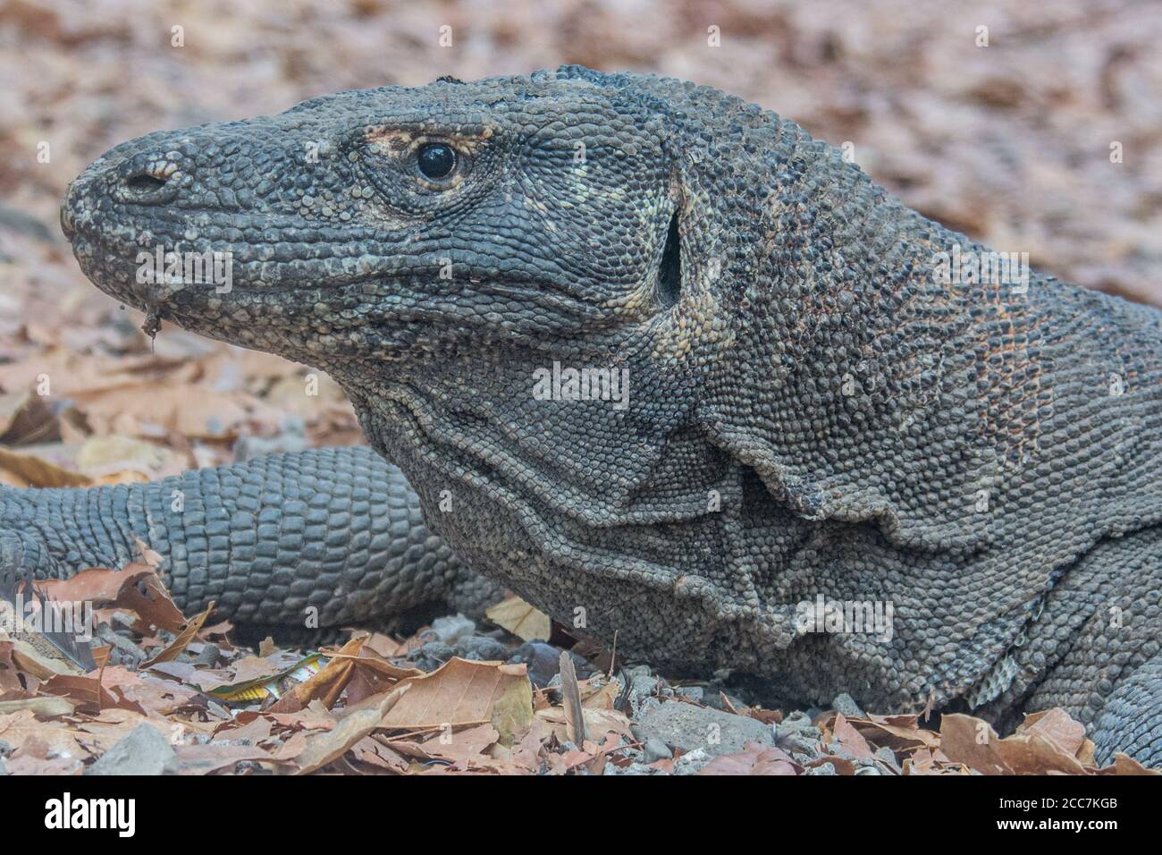 Un ritratto ravvicinato di un drago Komodo (Varanus komodoensis), la lucertola più grande del mondo e che vive solo su alcune isole dell'Indonesia. Foto Stock