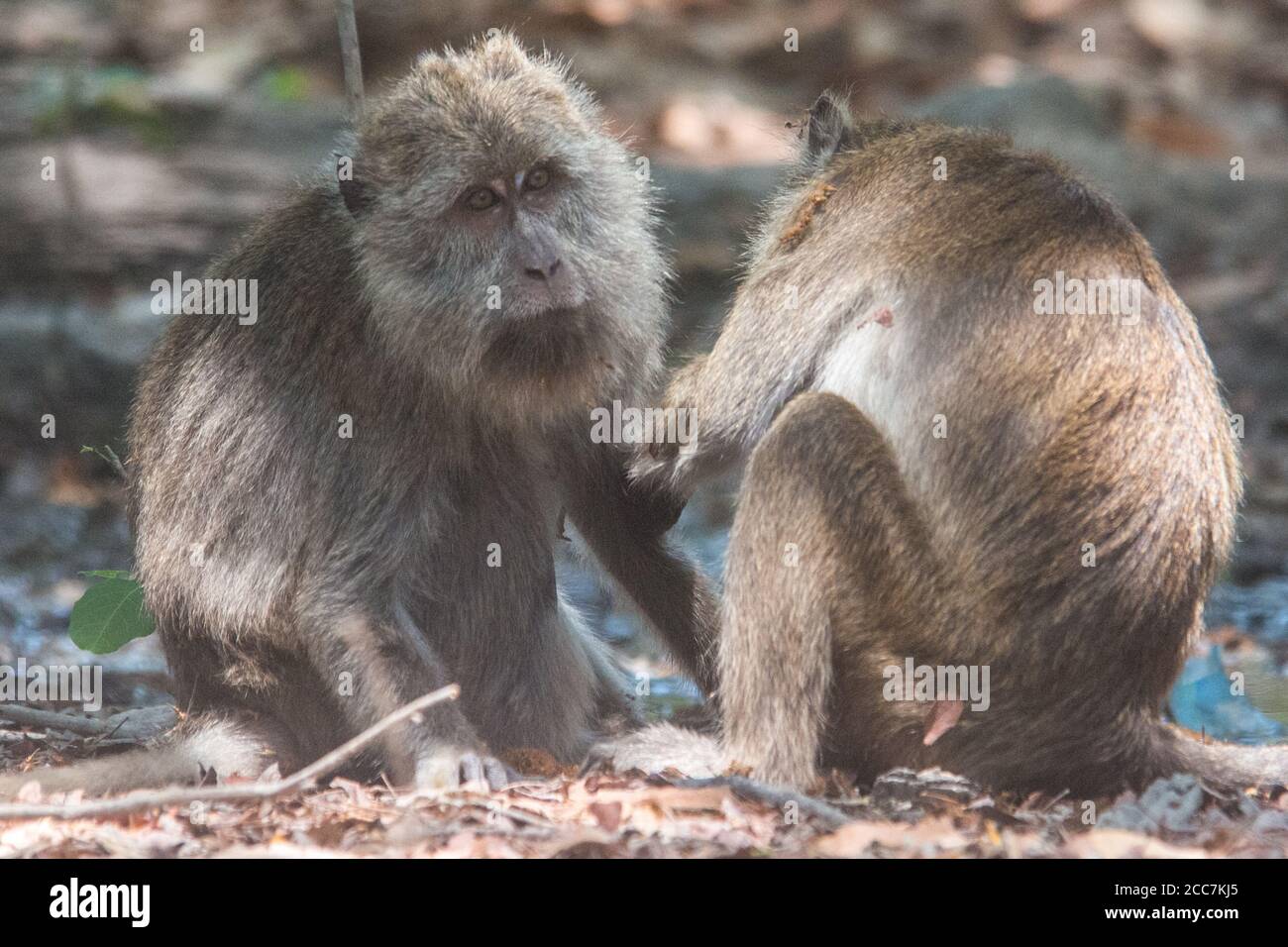Un paio di macachi (Macaca fascicularis) che mangiano granchi nel Parco Nazionale di Komodo, uno si adduce all'altro. Un esempio comune di comportamento sociale nelle scimmie. Foto Stock