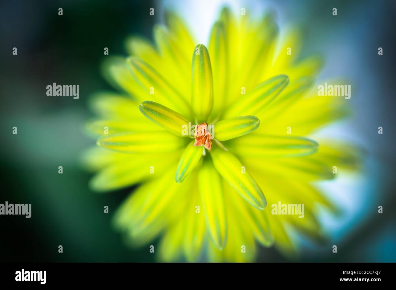 Primo piano di un fiore giallo di aloe vera Foto Stock
