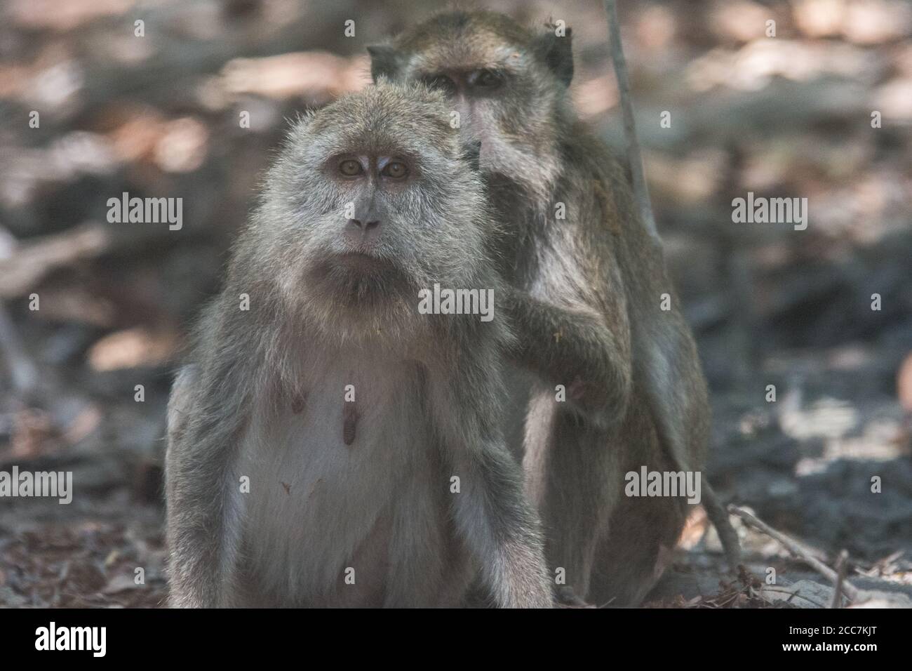 Un paio di macachi (Macaca fascicularis) che mangiano granchi nel Parco Nazionale di Komodo, uno si adduce all'altro. Un esempio comune di comportamento sociale nelle scimmie. Foto Stock