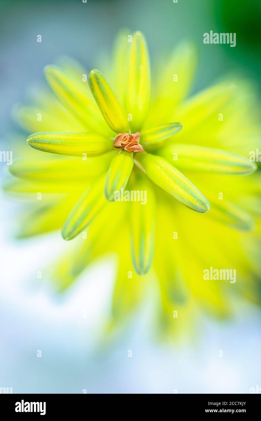 Primo piano di un fiore giallo di aloe vera Foto Stock