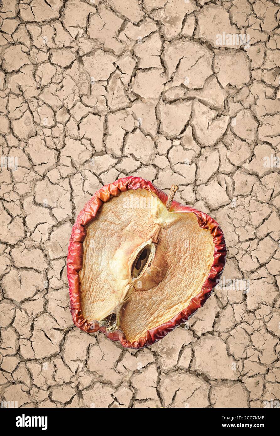 Mezze mele marcio e semi su terreno asciutto e cracked, concetto senza speranza senza futuro. Foto Stock