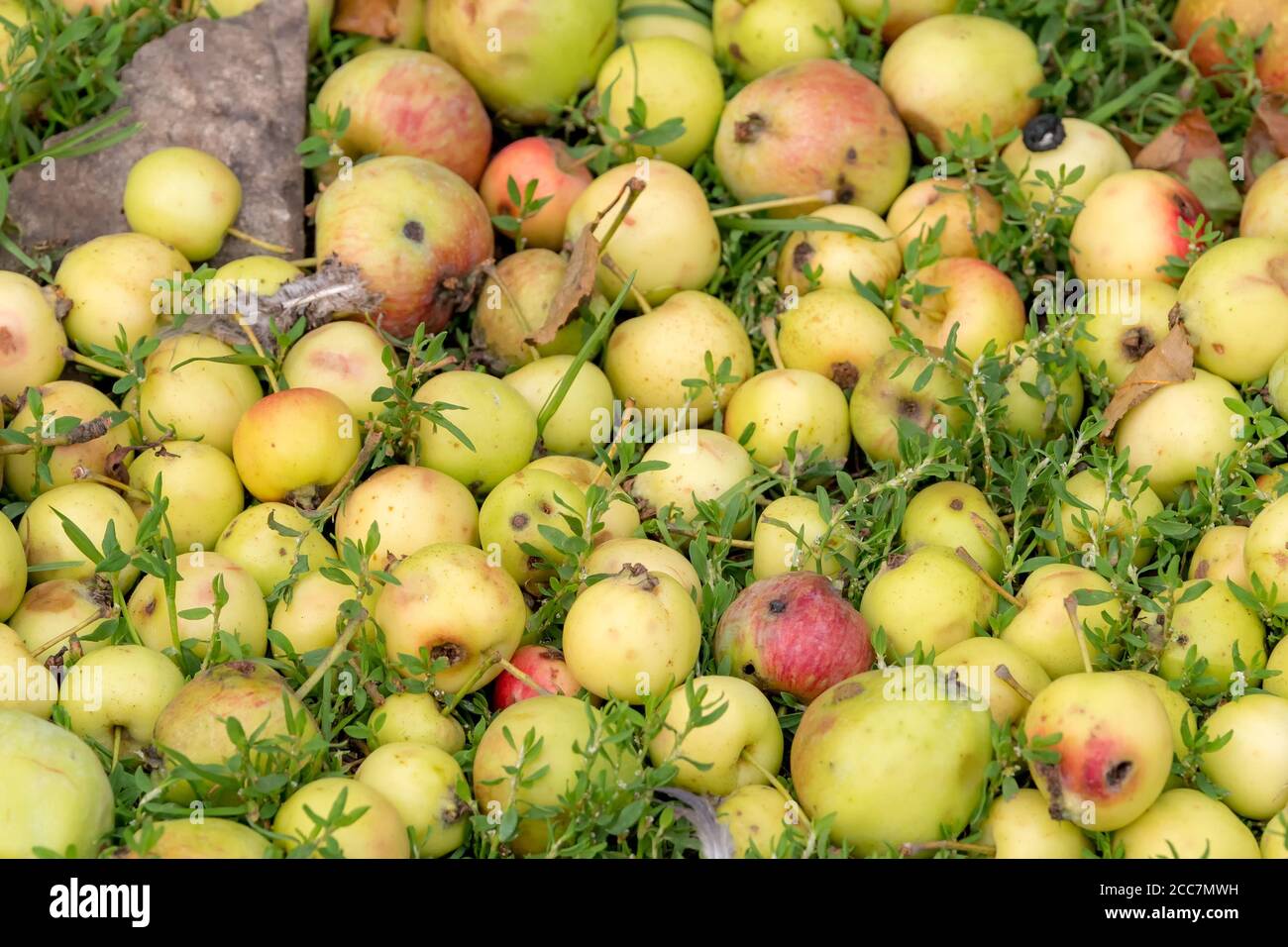 Un mucchio di mele selvatiche su erba verde. Le mele sono di colore giallo verdolino, iniziando a diventare rosse. Foto Stock