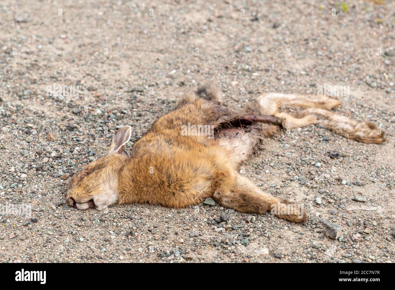 Un coniglio morto che giace su una strada sterrata. Ha pelliccia marrone ed è stato parzialmente mangiato. Profondità di campo poco profonda. Foto Stock