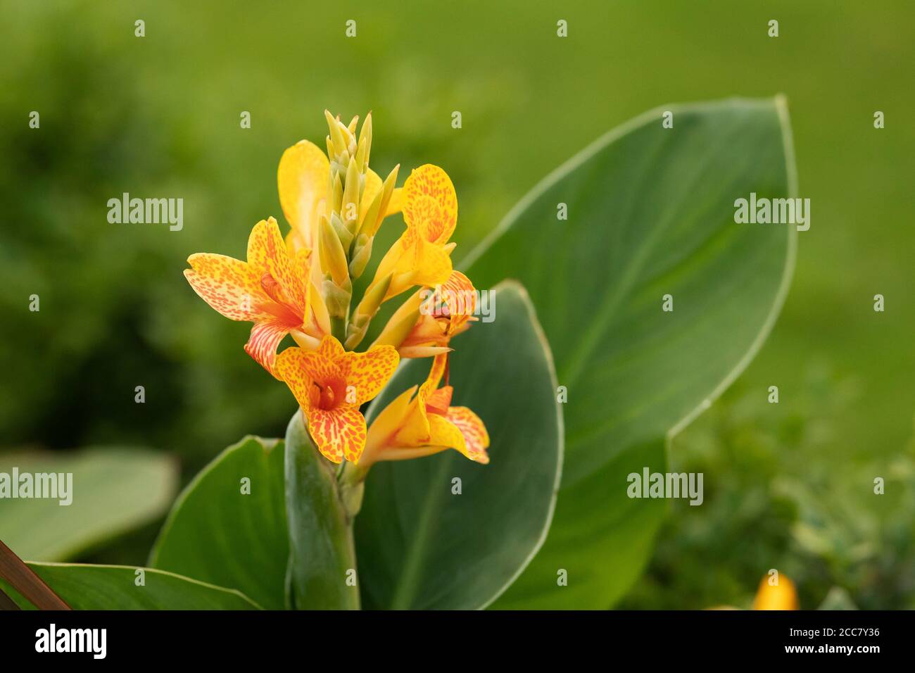 Canna indica, conosciuta come colpo indiano, radice di arrowroot africana, canna commestibile, o radice di arrowroot della Sierra Leone, originaria dell'America Centrale/Sud e coltivata come cibo. Foto Stock