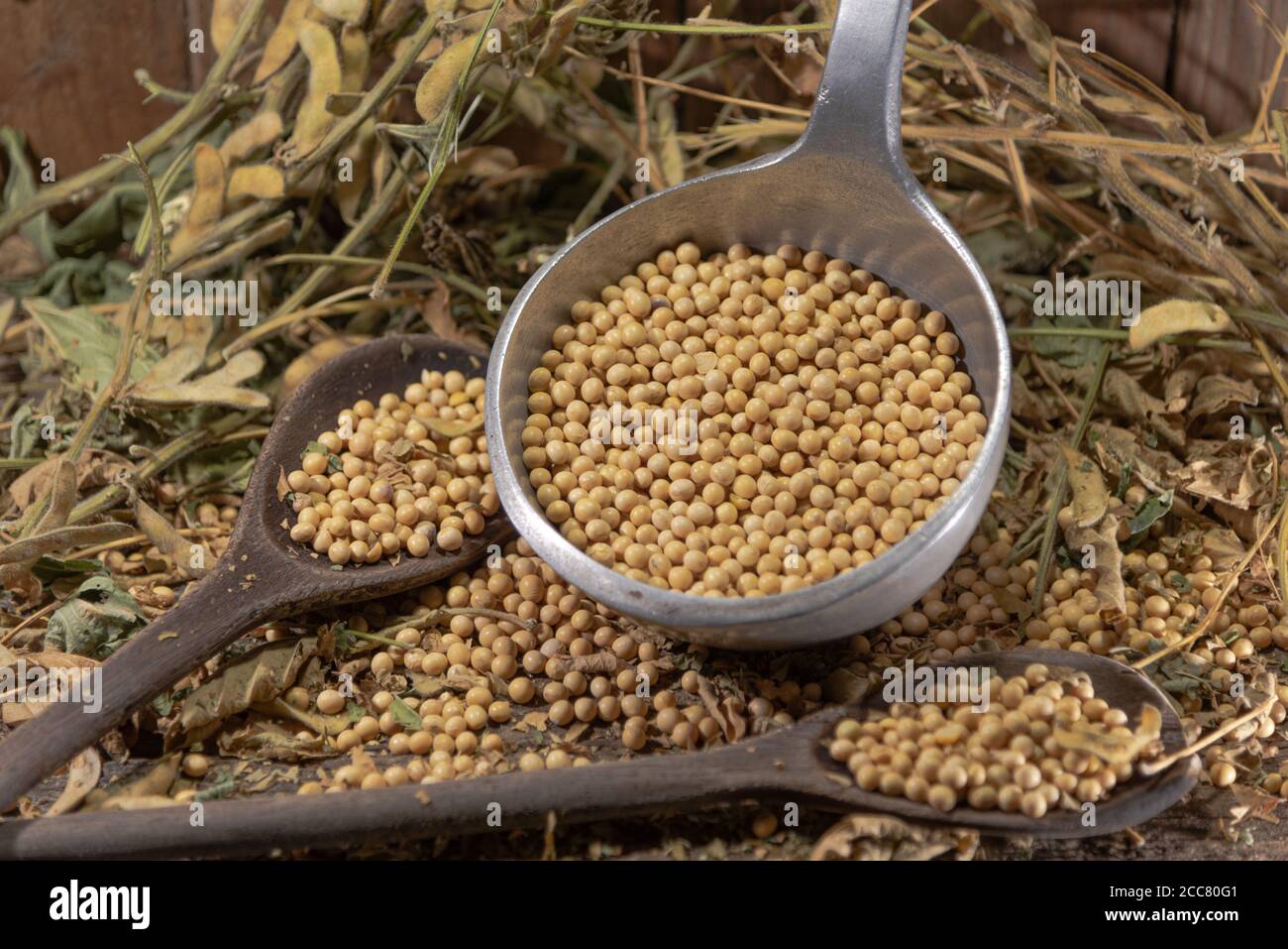 Semi di soia in natura. La soia (glicina max) è una fonte eccellente di diversi nutrienti. È ricco di proteine di buona qualità, fibre alimentari, che mi aiutano Foto Stock