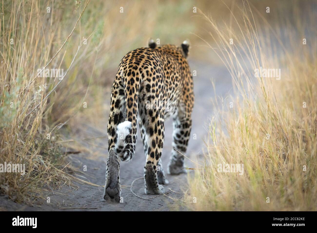 Leopardo che cammina via con la sua vista panoramica posteriore in alto Erba in Savuti Botswana Foto Stock