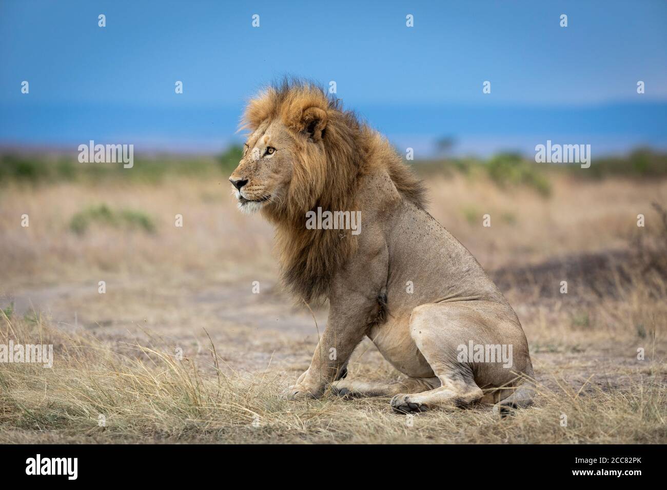 Ritratto paesaggistico del re leone che guarda al lato seduto Su erba secca nelle vaste pianure di Masai Mara Kenya Foto Stock