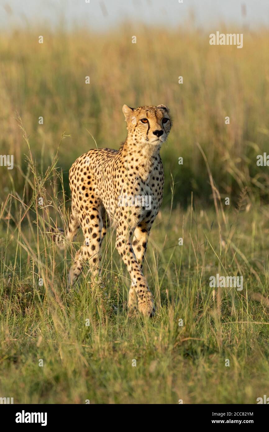 Ghepardo adulto verticale ritratto che guarda alert camminando in verde alto Erba in Masai Mara Kenya Foto Stock