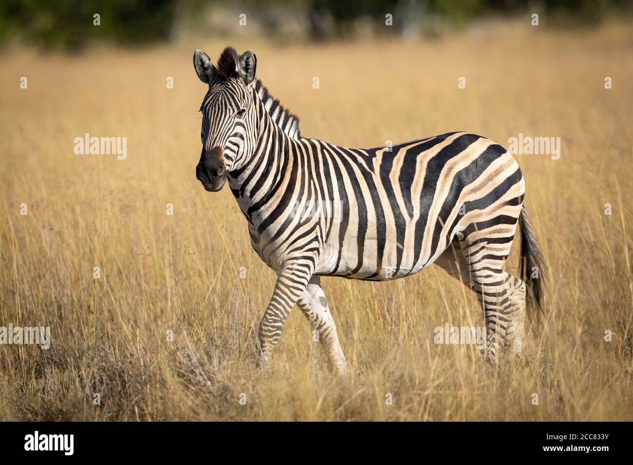 Bella zebra adulto che cammina in erba gialla alta guardando Fotocamera in luce dorata del pomeriggio a Moremi Game Reserve in Botswana Foto Stock
