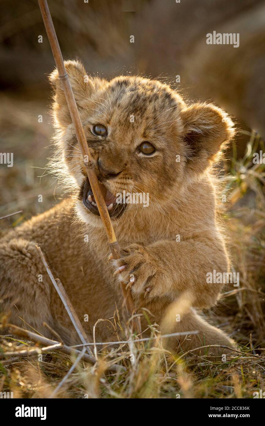 Ritratto verticale di un cucciolo con gli occhi belli e. Artigli affilati che giocano con un bastone in Kruger Sud Africa Foto Stock