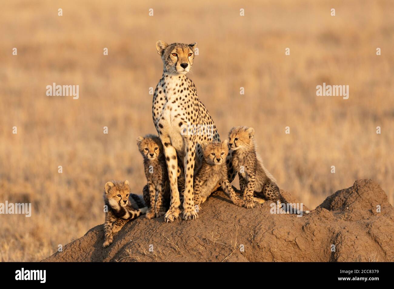 La ghepardo femminile e i suoi quattro piccoli cubetti seduti su un ampio suono termite con uno sfondo liscio e spazio per la copia A Serengeti Tanzania Foto Stock