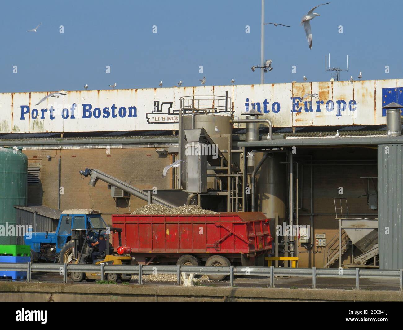 uccelli marini che si nutrano di rifiuti all'esterno di un impianto di lavorazione del pesce Vicino al fiume nel porto di Boston Lincolnshire Foto Stock
