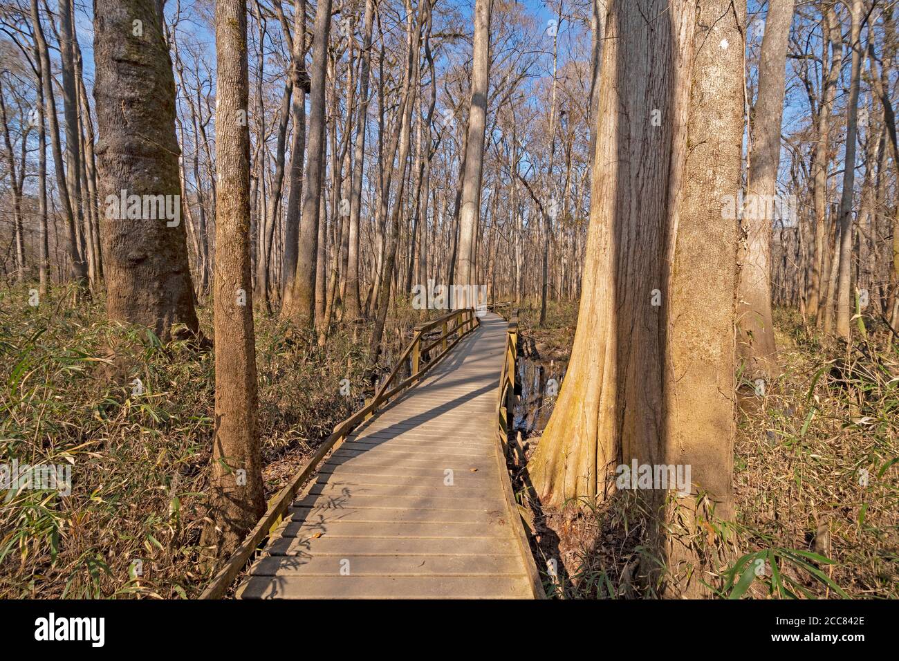 Passerella attraverso una foresta di fondali nel Parco Nazionale di Congaree in Carolina del Sud Foto Stock