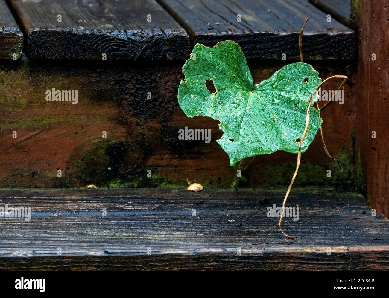 L'arrampicata pianta si insinua attraverso le scale di legno. Foto Stock