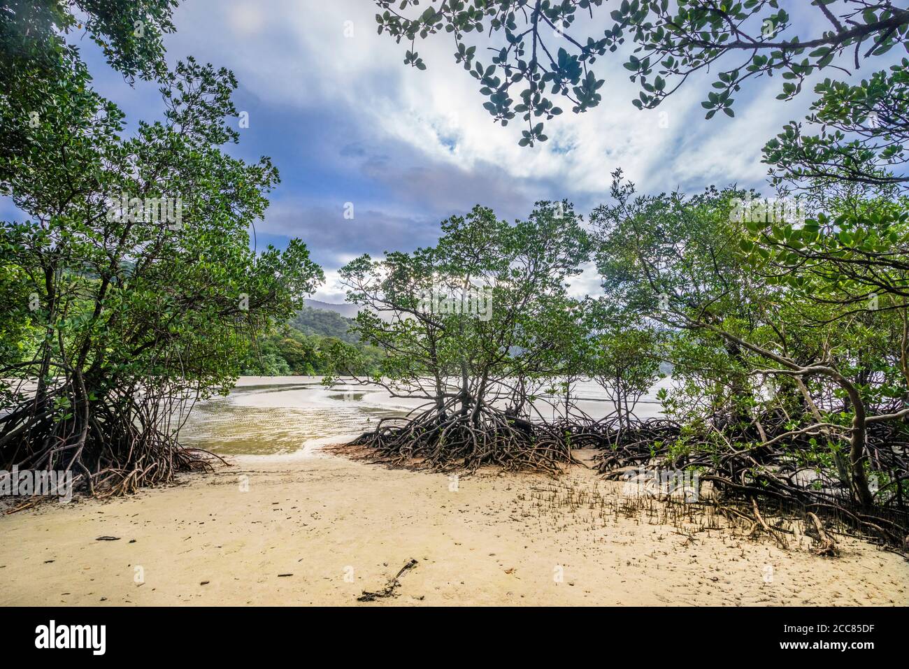 Mangrovie a Myall Beach, Cape Tribulation nel Daintree National Park, Cape York Peninsula, far North Queensland, Australia Foto Stock
