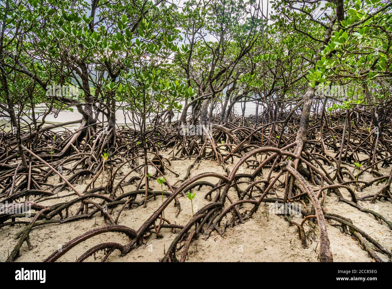 Mangrovie a Myall Beach, Cape Tribulation nel Daintree National Park, Cape York Peninsula, far North Queensland, Australia Foto Stock