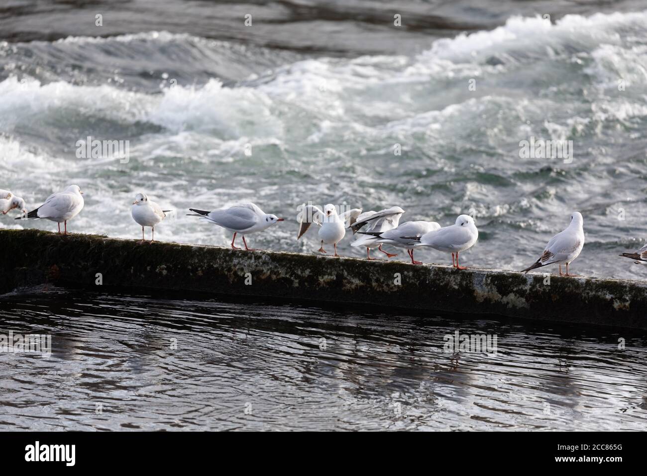 molti gabbiani mediterranei con becco aperto su una diga con lago calmo in primo piano e acqua selvaggia nel sfondo Foto Stock