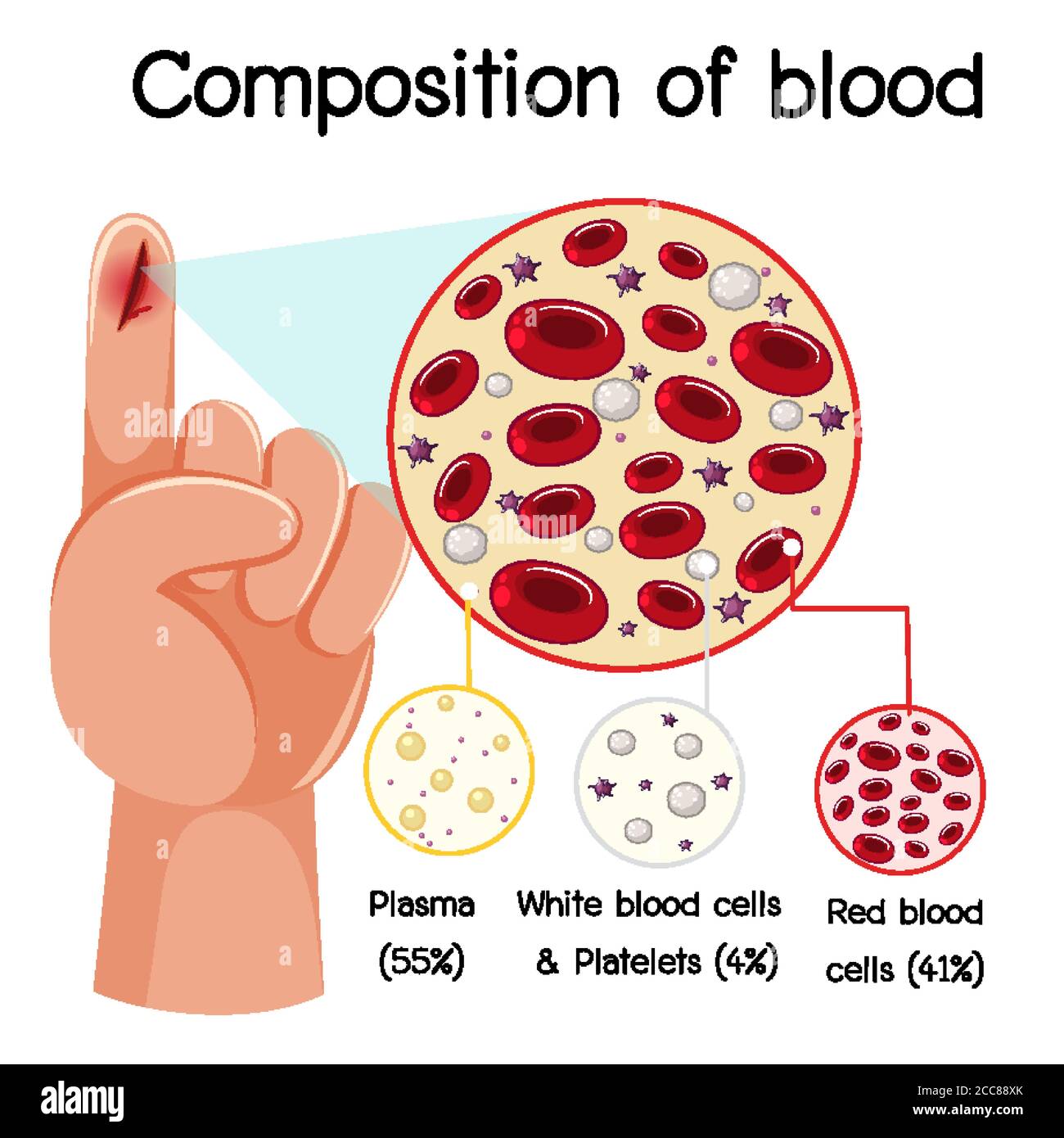 Composizione del sangue diagramma illustrativo Illustrazione Vettoriale