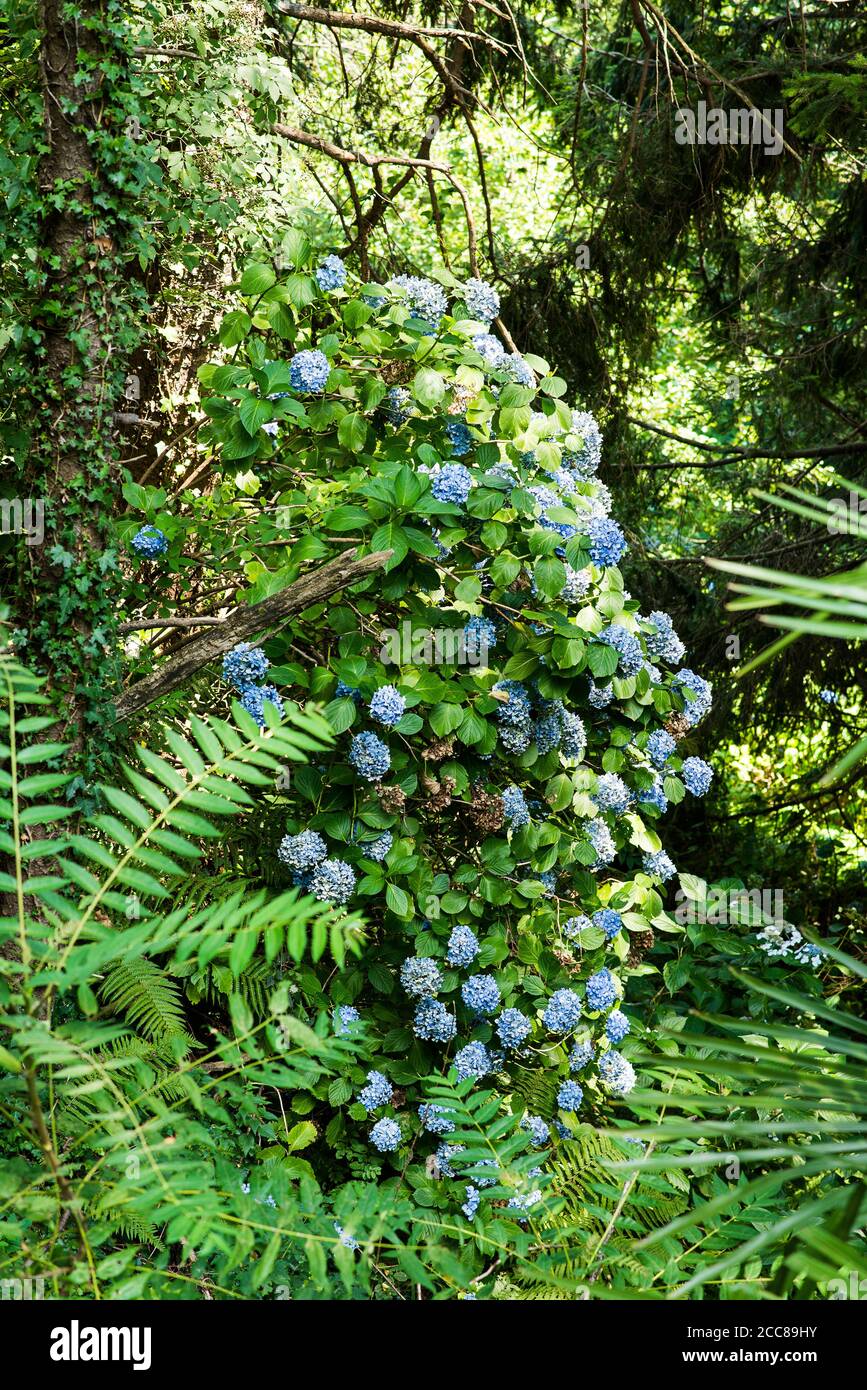 Blue Hydrangea Fiore in un giardino. Foglie verdi. Foto Stock