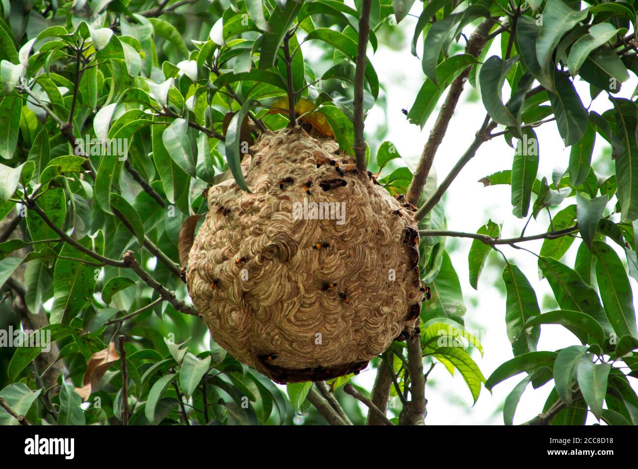 Questa è un'immagine di vimrul nido o vimrul casa sulla parte superiore dell'albero Foto Stock