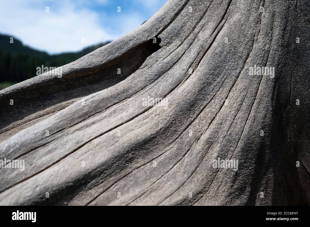 legno pietrificato Foto Stock