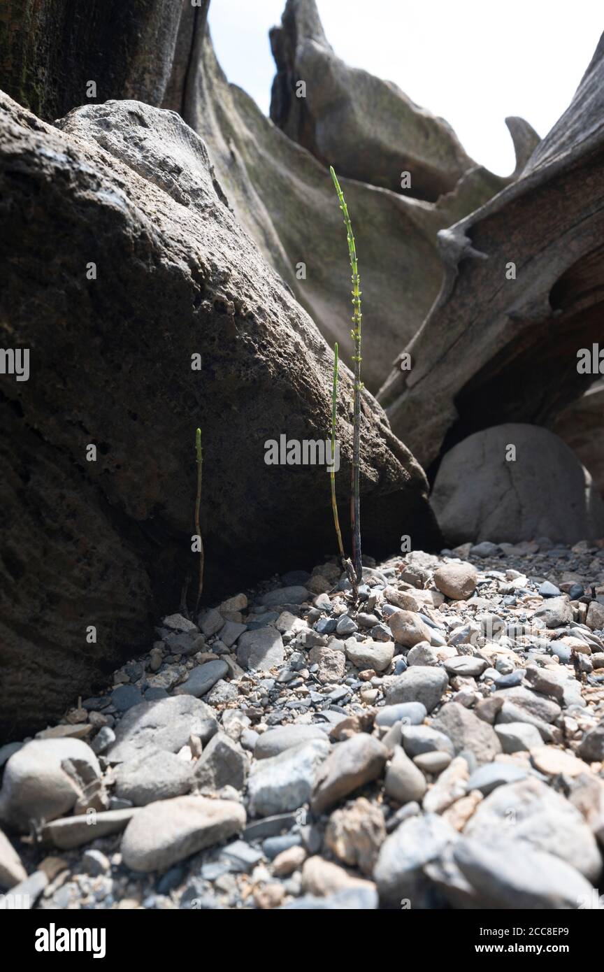 erba pianta circondata da rocce e legno pietrificato Foto Stock
