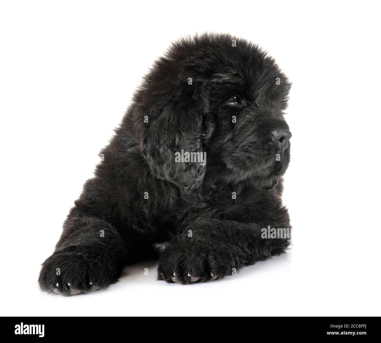 Cucciolo di cane di Terranova di fronte a uno sfondo bianco Foto Stock