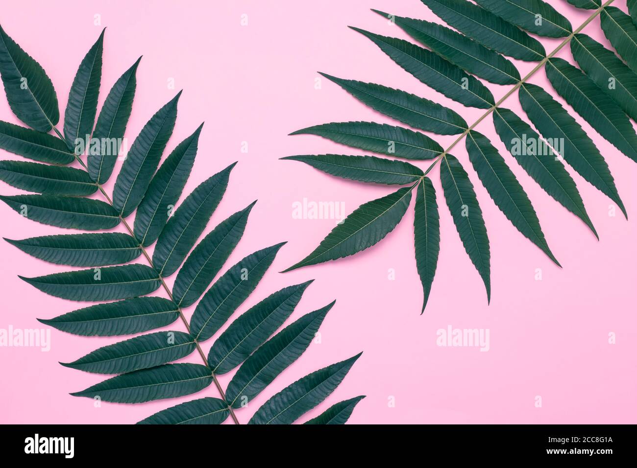 Foglie modello su carta rosa, carta da parati d'arte estiva con ramo d'albero, texture foglia verde, disegno minimo scheda, posa piatta. Sfondo creativo Foto Stock