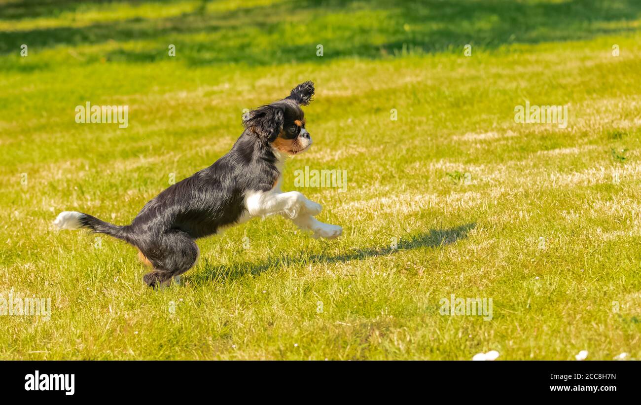 Un cavalier cane re charles, un cucciolo carino che corre sul prato, cercando di prendere una farfalla Foto Stock