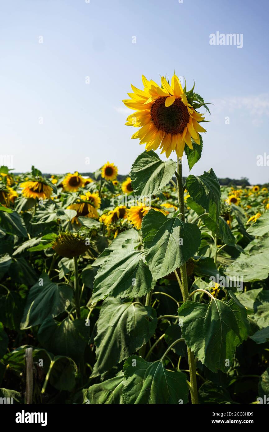Visita della fattoria locale dei fiori di sole durante il picco dell'estate. Foto Stock