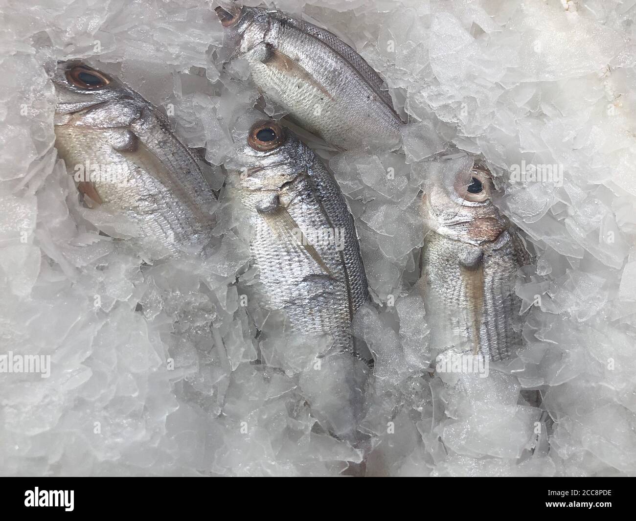Il mare freddo con testa dorata produce Sparus aurata al banco del mercato. Foto Stock