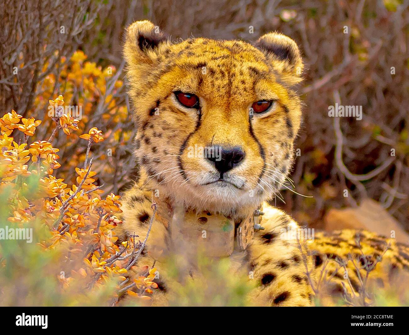 Ghepardo (Achinonyx jaubatus) primo piano Foto Stock