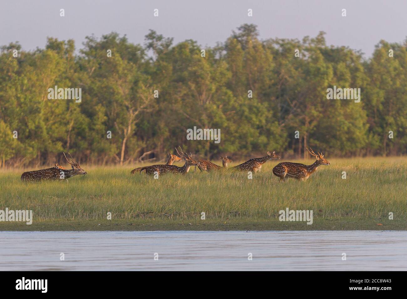 Mandria di cervi spotted che corre nella prateria, Sundarban National Park, Bengala Occidentale, India Foto Stock