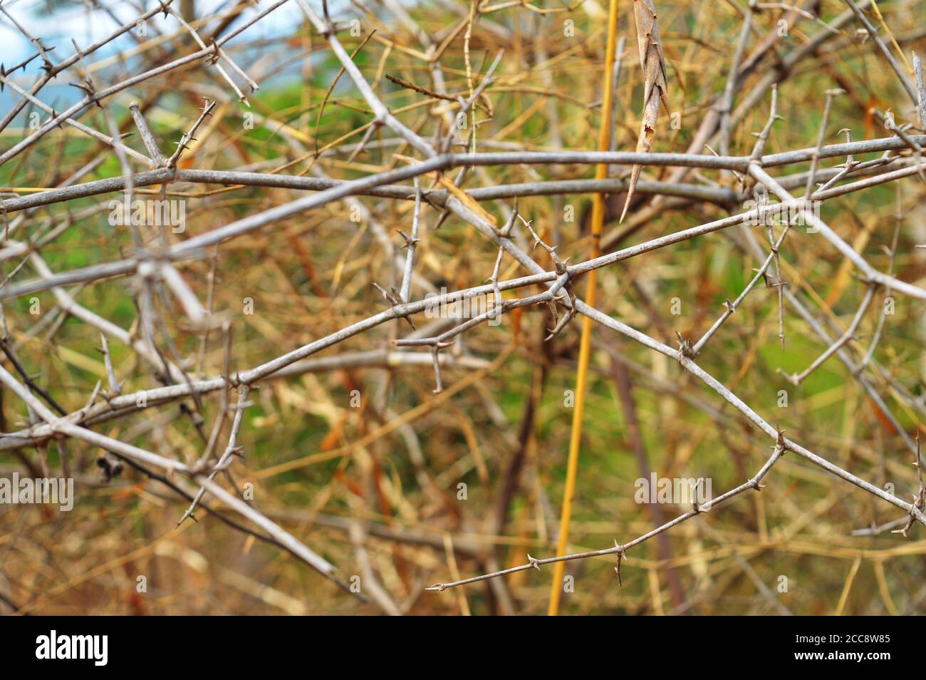 rami spinoso che formano una maglia nella foresta. Questo forma una recinzione naturale per certe piante, in quanto gli animali non possono attraverserla. Foto Stock