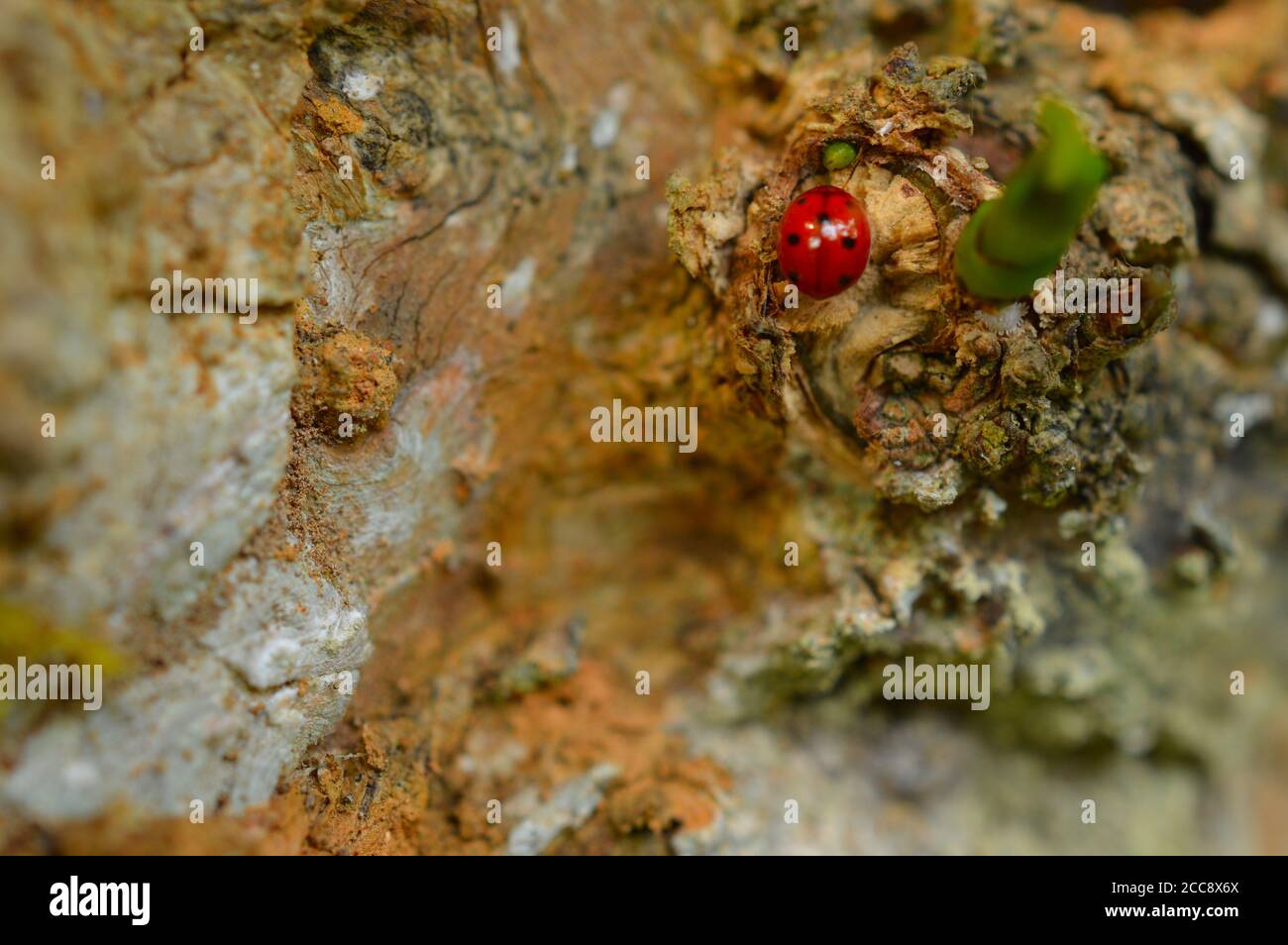 i ladybugs sono spesso di colore giallo, arancione o rosso cospicuo con piccole macchie nere sulle loro coperture delle ali, con le gambe nere, le teste e le antenne. Foto Stock