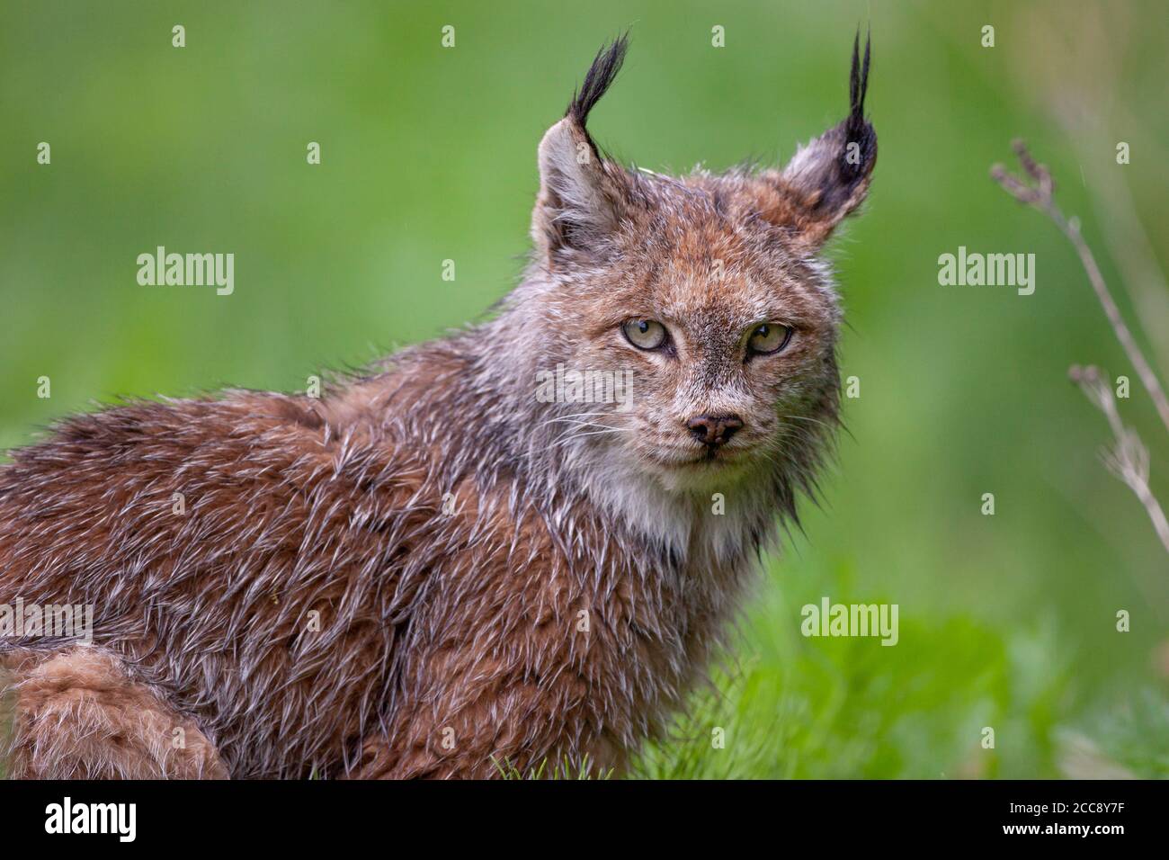 La lince canadese (Lynx canadensis) con pelliccia umida e spessa e orecchie tufted guarda intensamente, mescolandosi con un lussureggiante fogliame verde nel suo habitat forestale. Foto Stock